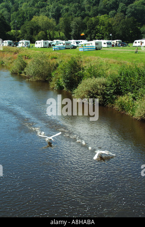 Près de Llanfair Kilgeddin une caravane camping à côté de la rivière Usk vu au cours du mois d'août fêtes de cygnes en vol Banque D'Images