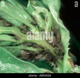 Puceron noir de la fève Aphis fabae alates sur feuilles de fève Banque D'Images