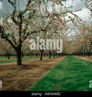 Malus communis pomme floraison des arbres dans un verger Banque D'Images