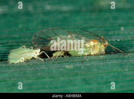 Puceron de grain de rose Metropolophium dirhodum alate et autres stades sur la feuille de blé Banque D'Images