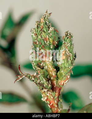 Macrosiphum rosae puceron rose sur rose bud Banque D'Images