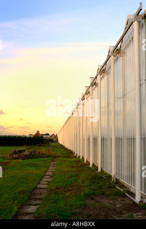 Maison de verre, Serres en région Westland avec lumière du matin avec des Banque D'Images