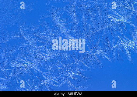 Fleurs de glace Banque D'Images