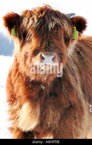 Highland cattles Banque D'Images