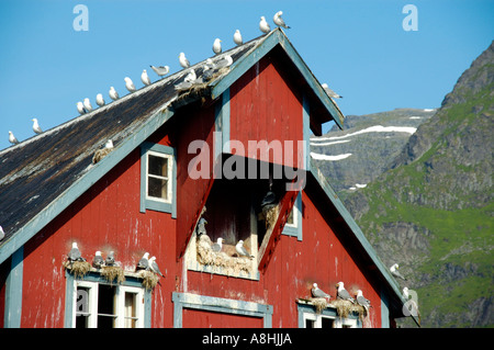 Maison en bois peint rouge Rorbuer avec mouettes nichant dans un Moskenesoya Norvège Lofoten Banque D'Images
