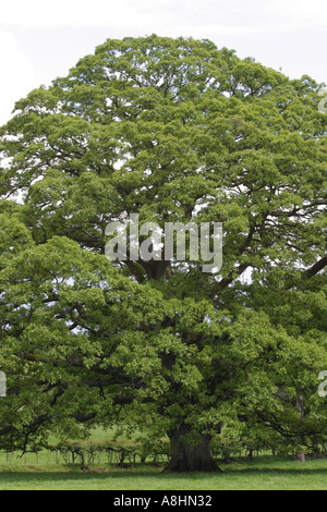 Arbre de chêne en été Banque D'Images