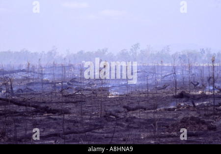 Outback australien après un paysage de brousse de brûler le Queensland Banque D'Images