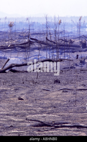 Outback australien après un paysage de brousse de brûler le Queensland Banque D'Images