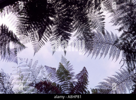 Résumé détail de forêt vierge avec des frondes de fougère ponga en silhouette contre le ciel bleu Nouvelle Zélande Banque D'Images