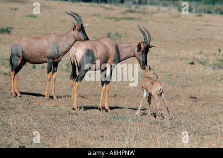 L'inspection et le toucher féminin Topi son nouveau-né le Masai Mara au Kenya Banque D'Images
