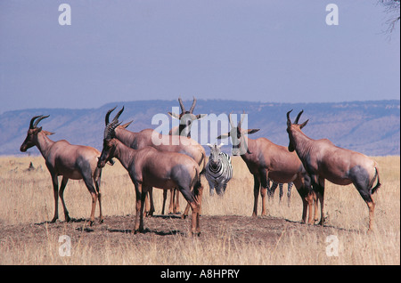 Groupe de Topi commun sur termitière dans la chaleur de la journée le Masai Mara National Reserve Kenya Zèbre commun en arrière-plan Banque D'Images