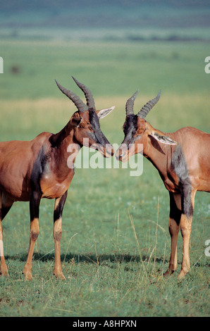 Chaque message d'autres deux Topi en touchant le nez de la réserve nationale de Masai Mara au Kenya Banque D'Images