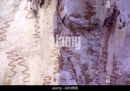 Résumé détail Scribbly gum Eucalyptus haemastoma Australie montrant les larves de la caractéristique marque terrier Banque D'Images