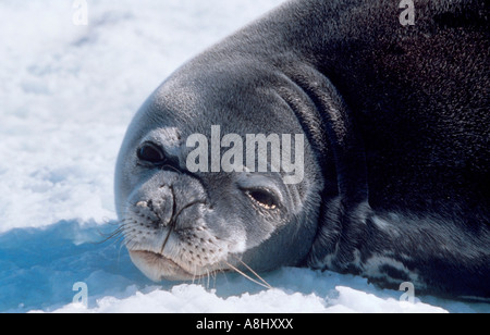 Phoque de Weddell close-up sur la glace en Antarctique Banque D'Images