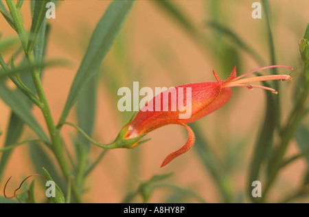 Eremophila rouge flower close-up Banque D'Images