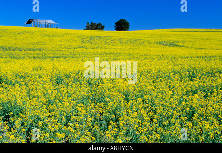 La récolte de canola en fleur Banque D'Images