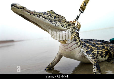 Un bébé crocodile appelé Aswas sur la plage de Brighton pendant le tournage d'une pub pour chien conduit Banque D'Images