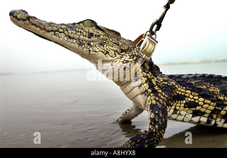 Un bébé crocodile appelé Aswas sur la plage de Brighton pendant le tournage d'une pub pour chien conduit Banque D'Images