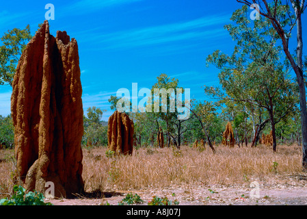 Kakadu, termitières spinifex Banque D'Images