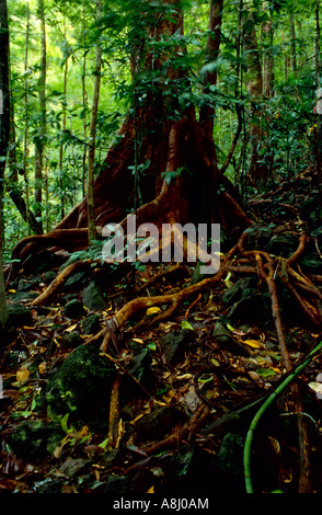 Arbre, Cape Tribulation, Queensland Banque D'Images