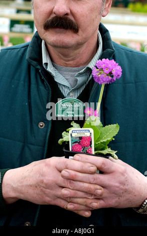 Un Wyevale Garden Centre est titulaire d'un assistant primula dans un pot à un centre de jardinage Wyevale à Brighton Sussex Banque D'Images