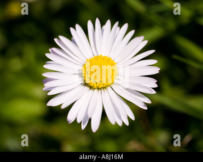 Pâquerette - Bellis perennis Banque D'Images