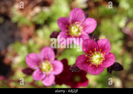 Saxifraga fleur rose basses compact rock alpine plant Banque D'Images