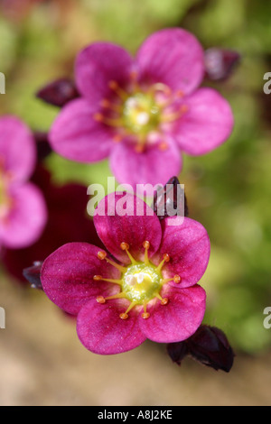 Saxifraga fleur rose compact Banque D'Images