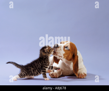 Amitié animal : chien Basset puppy et jeune chat domestique, se lèchent Banque D'Images