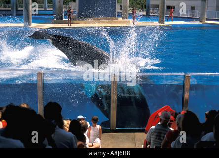 Sea World Orlando FL l'orque Shamu seaworld saut Banque D'Images