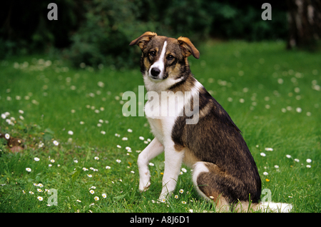 Naissance : chien chien race demi-sitting on meadow Banque D'Images