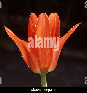 Vermilion un spécimen de couleur unique tulipe floraison dans la fleur gros plan douche pluie gouttes d'eau douche jardin domestique ombre fond Angleterre Royaume-Uni Banque D'Images