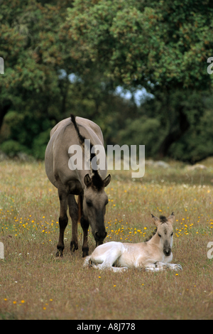 Cheval Sorraia - mare avec poulain Banque D'Images