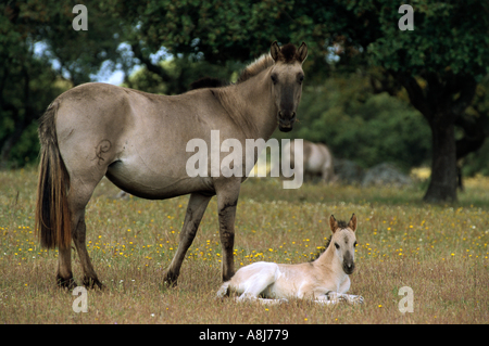 Cheval Sorraia - mare avec poulain Banque D'Images