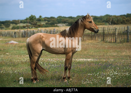 Cheval Sorraia - standing on meadow Banque D'Images