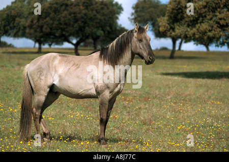 Cheval Sorraia - standing on meadow Banque D'Images