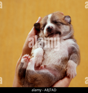 Naissance : demi-chien chiot de race en main Banque D'Images
