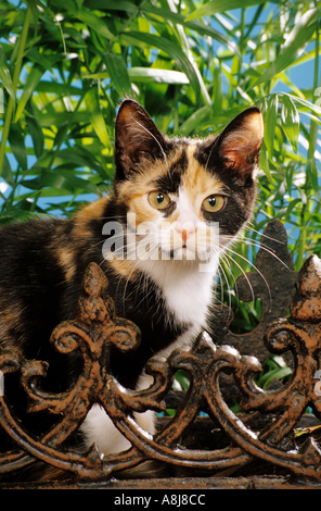 Jeune chat tricolore derrière fence Banque D'Images