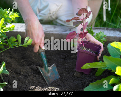 Personne de les planter en plein d'un semis dans un vegtable bed creuser un trou avec une vieille truelle dans le compost Banque D'Images