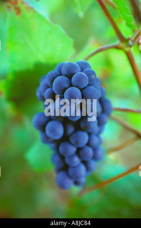 PINOT NOIR Premier Cru de vin rouge Pinot Noir de maturation des raisins sur la vigne dans les Chaillot vignoble Aloxe Corton Bourgogne France Banque D'Images