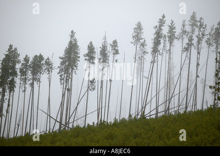 Pins tordus Résumé Le Parc National de Yellowstone au Wyoming Banque D'Images