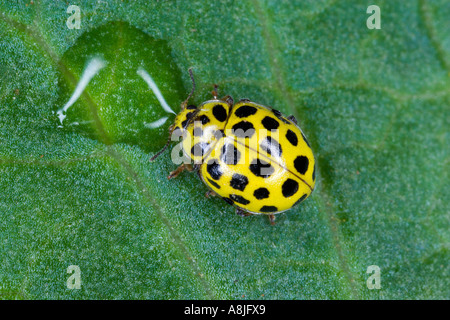 Psyllobora vigintiduopunctata coccinelle 22 spots sur la consommation d'alcool et de goutte de rosée potton bedfordshire Banque D'Images