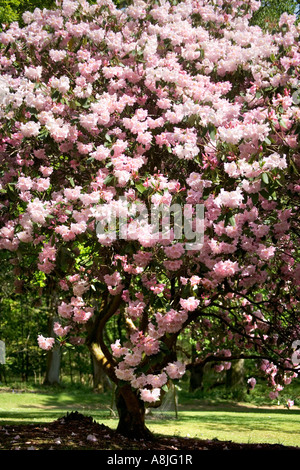 Rhododendron rose tree à Bowood House Promenades Rhododendron Wiltshire en pleine floraison Banque D'Images