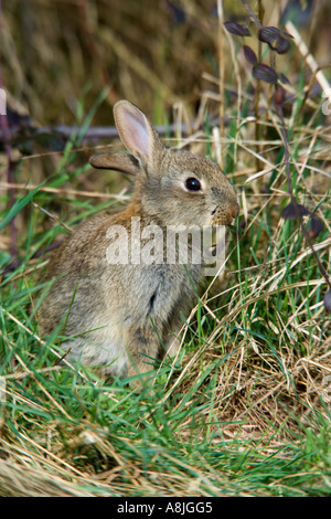 Jeune Lapin Oryctolagus cuniculus est assis dans l'herbe de potton alimentation bedfordshire Banque D'Images