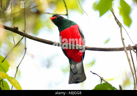 Un Trogon à queue vineuse, sci.name ; Trogon massena hoffmanni, dans la forêt tropicale au bord de la route du pipeline en parc national de Soberania, République du Panama. Banque D'Images