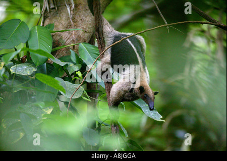 La faune du Panama avec une anteater de Tamandua du Nord, Tamandua mexicana opistholeuca, dans la forêt tropicale du parc national de Soberania, République du Panama. Banque D'Images