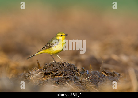 La bergeronnette printanière Motacilla flava debout sur farm muck heap à Nice avec alerte hors focus contexte ashwell hertfordshire Banque D'Images