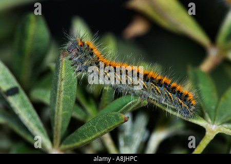 Lasiocampa trifolii Grass Eggar potton larves bedfordshire Banque D'Images