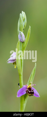 L'orchidée abeille (Ophrys apifera) seul spike développe à Biggleswade bedfordshire Banque D'Images