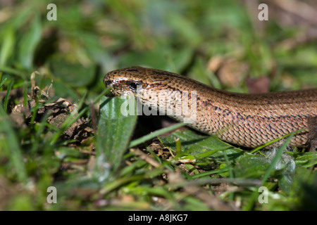 Ver lent Anguis fragilis détail de la tête dans l'herbe le leicestershire Banque D'Images